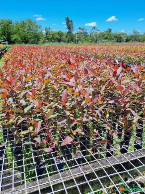 Imagem 25 MUDAS DE EUCALIPTO CLONADO Imagem 25 MUDAS DE EUCALIPTO CLONADO