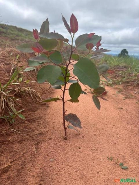 Imagem 25 MUDAS DE EUCALIPTO CLONADO Imagem 25 MUDAS DE EUCALIPTO CLONADO