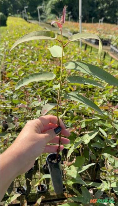 Mudas De Eucalipto Citriodora (cheiroso) 10 Unidades Verde Imagem Mudas De Eucalipto Citriodora (cheiroso) 10 Unidades Verde