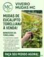 MUDAS DE EUCALIPTO TORELLIANA 25 UNIDADES APICULTURA/ BARREIRA DE VENTO Imagem MUDAS DE EUCALIPTO TORELLIANA 25 UNIDADES APICULTURA/ BARREIRA DE VENTO