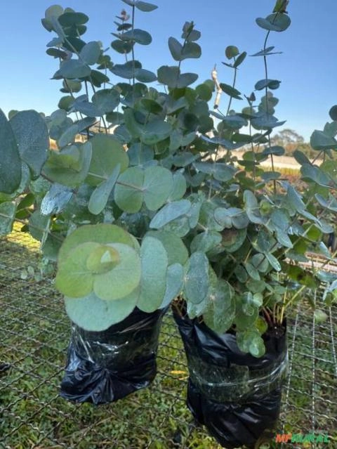 Mudas De Eucalipto Prateado - Eucalipto Argentino Imagem Mudas De Eucalipto Prateado - Eucalipto Argentino