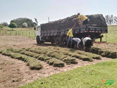 Grama mato grosso Imagem Grama mato grosso