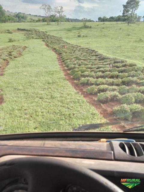 Imagem Grama mato grosso Imagem Grama mato grosso