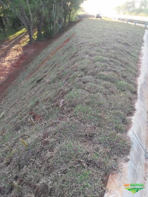 Imagem Grama mato grosso Imagem Grama mato grosso