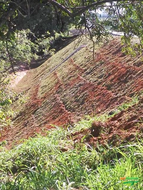 Imagem Grama mato grosso Imagem Grama mato grosso