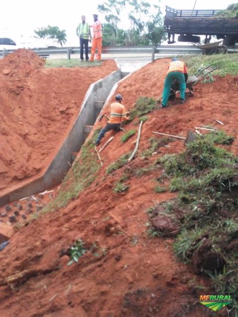 Imagem Grama mato grosso Imagem Grama mato grosso