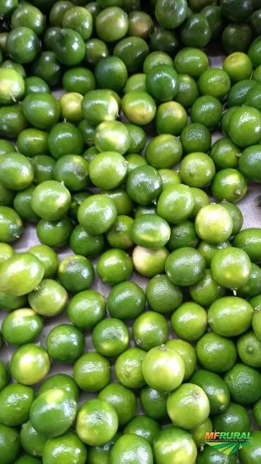 Limão taiti Imagem Limão taiti