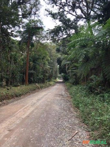 Sítio com 3 hectares, com muita água