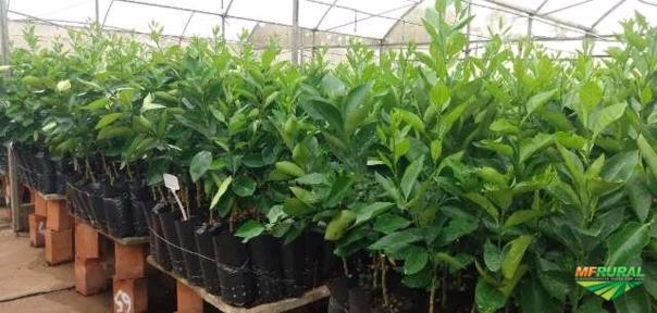 Mudas Cítricas Imagem Mudas Cítricas