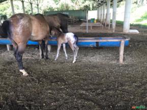 Cavalos Appaloosa