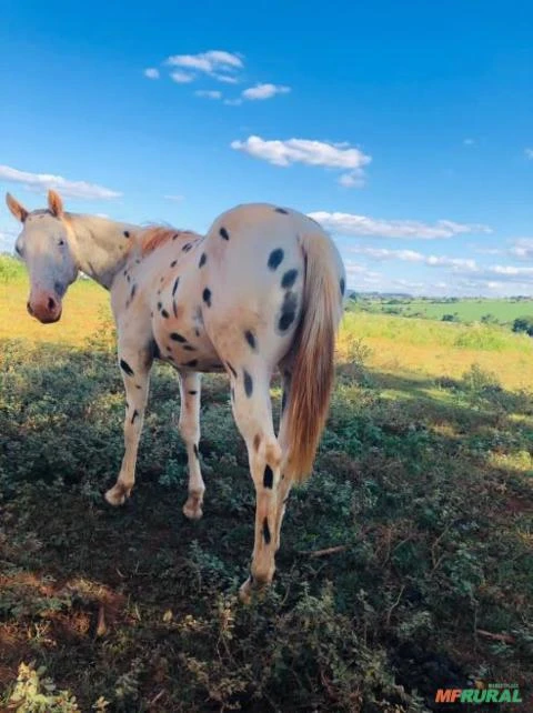 Cavalo Appaloosa