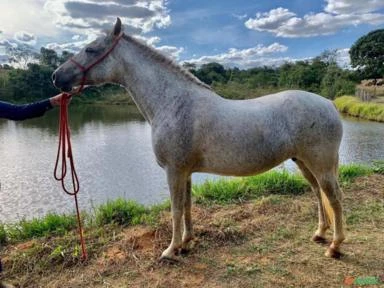 Cavalo Pampa Manga Larga Marchador