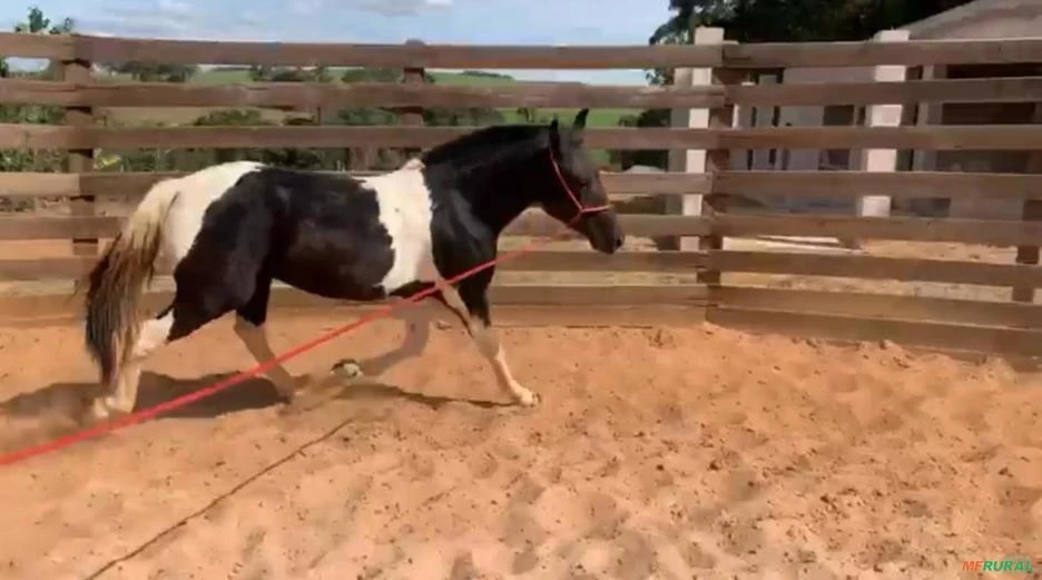 Cavalo Pampa Manga Larga Marchador