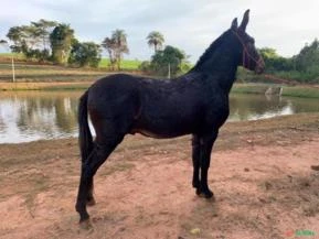 Burro Filho Jerico Pingo D' Agua