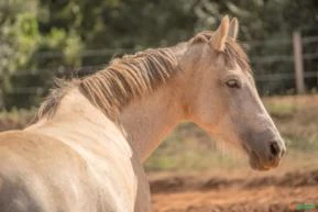 Linda Fêmea Manga Larga Marchador