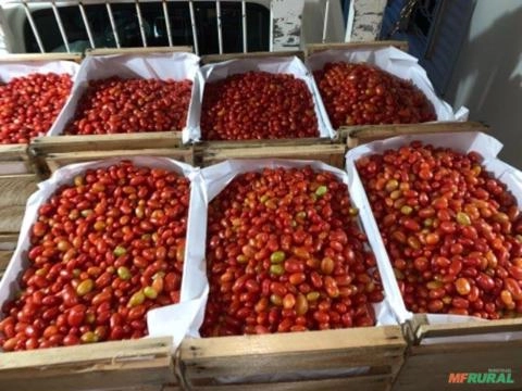 Tomate grape Imagem Tomate grape