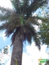 Palmeira Imperial adulta