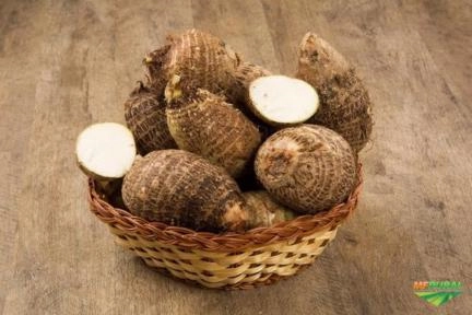 Inhame orgânica certificado pelo IBD orgânica certificado pelo IBD Imagem Inhame orgânica certificado pelo IBD orgânica certificado pelo IBD