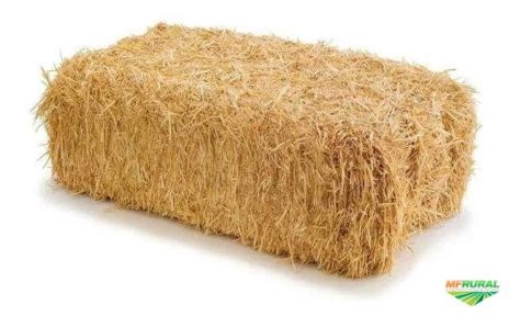 COMPRO PALHA DE ARROZ E PALHA DE TRIGO e BRAQUIARIA- RIO DE JANEIRO Imagem COMPRO PALHA DE ARROZ E PALHA DE TRIGO e BRAQUIARIA- RIO DE JANEIRO