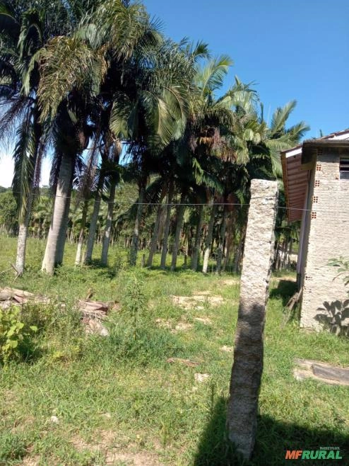 Palmeiras para jardinagem Imagem Palmeiras para jardinagem