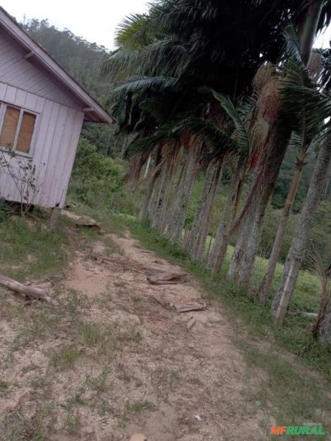 Imagem Palmeiras para jardinagem Imagem Palmeiras para jardinagem