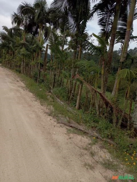 Imagem Palmeiras para jardinagem Imagem Palmeiras para jardinagem