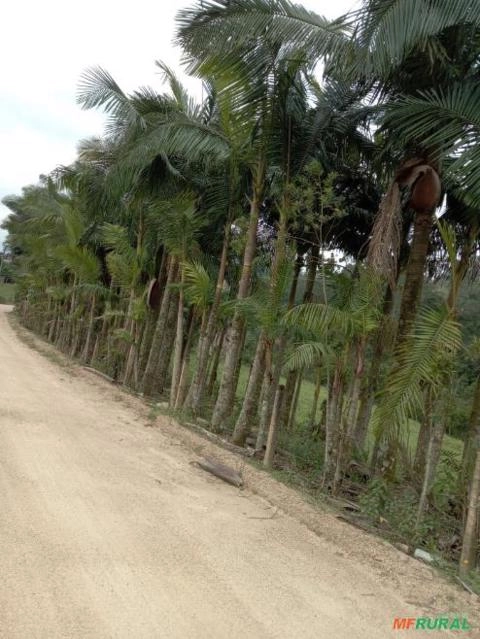 Imagem Palmeiras para jardinagem Imagem Palmeiras para jardinagem