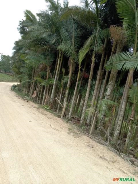 Imagem Palmeiras para jardinagem Imagem Palmeiras para jardinagem