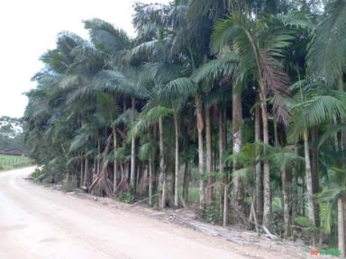 Imagem Palmeiras para jardinagem Imagem Palmeiras para jardinagem