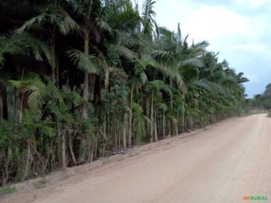 Imagem Palmeiras para jardinagem Imagem Palmeiras para jardinagem