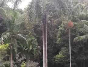Vendo Palmeira imperial
