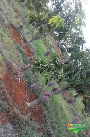 Imagem Manga Palmer Imagem Manga Palmer