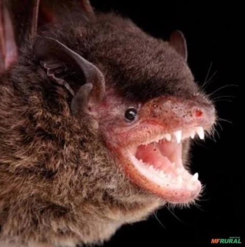 Mata morcegos concentrado pré mix