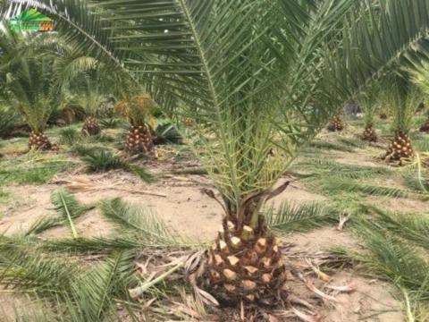 Imagem Tamareira das Canarias Imagem Tamareira das Canarias