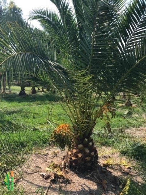 Tamareira das Canarias Imagem Tamareira das Canarias