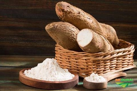 Compro Mandioca SP capital Imagem Compro Mandioca SP capital