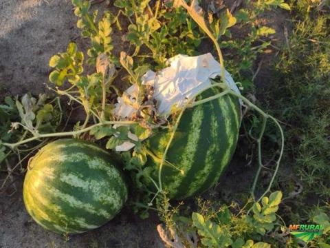 Melancia top gun Imagem Melancia top gun