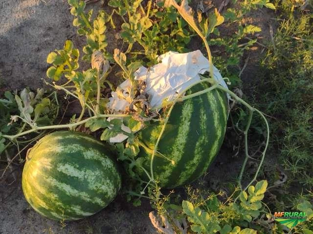 Melancia top gun Imagem Melancia top gun