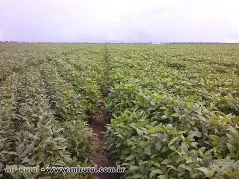 Venda de Fazenda de Soja