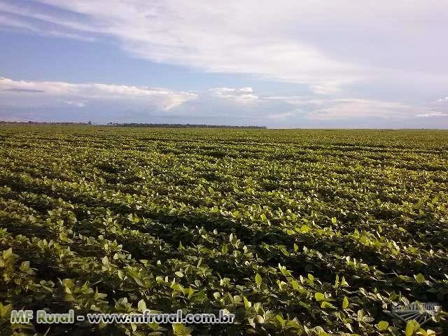 Venda de Fazenda de Soja