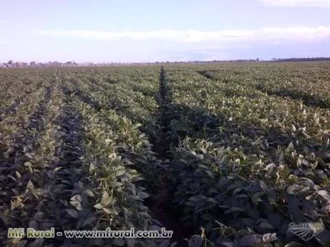 Venda de Fazenda de Soja