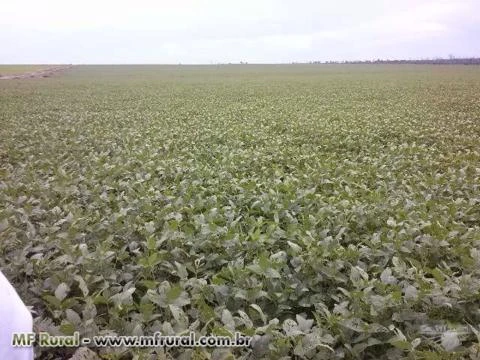 Venda de Fazenda de Soja