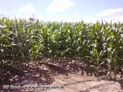 Venda de Fazenda de Soja