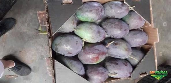 Mangas selecionadas Imagem Mangas selecionadas