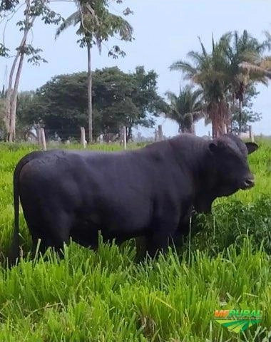 Vendo BRANGUS Imagem Vendo BRANGUS