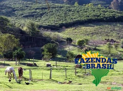 Fazenda em Cambuquira/MG com 115,26 hectares: Café, Gado para Corte, Leite.