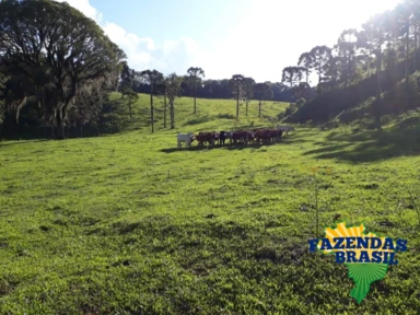 Sítio 100,00 HA em Ponte Alta- SC!