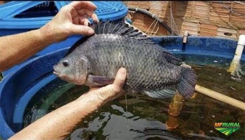 Procuro fornecedor de tilapias para entregar em PERUS-SP Imagem Procuro fornecedor de tilapias para entregar em PERUS-SP
