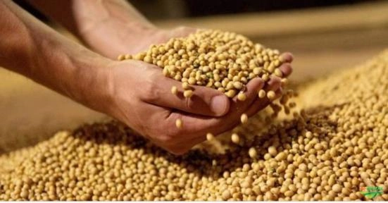 Preciso de soja até $340 Imagem Preciso de soja até $340