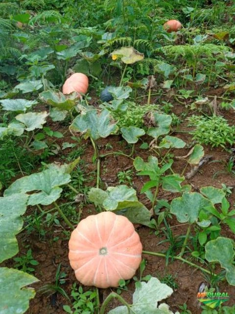 Vendo abóbora moranga Imagem Vendo abóbora moranga
